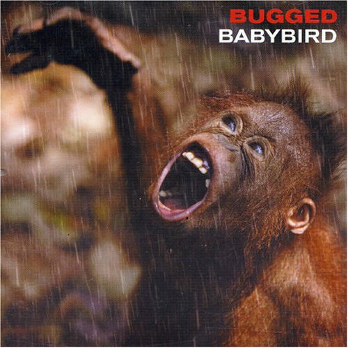 Babybird album picture