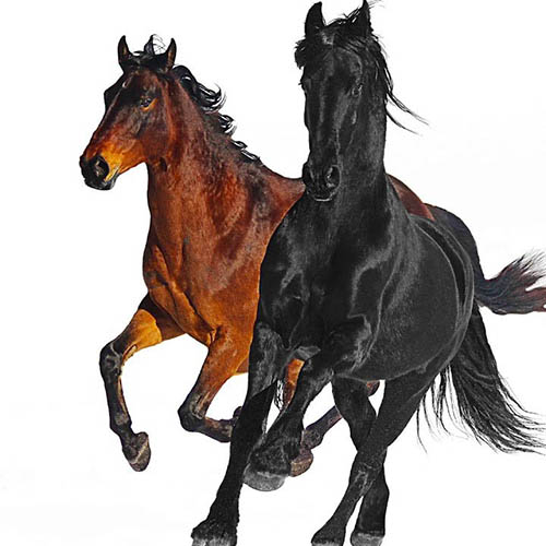 Lil Nas X feat. Billy Ray Cyrus album picture