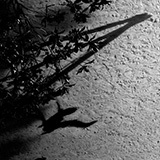 Download or print Max Richter Horizon Variations Sheet Music Printable PDF -page score for Classical / arranged Piano SKU: 32901.