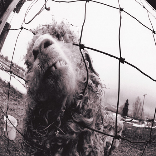 Pearl Jam album picture